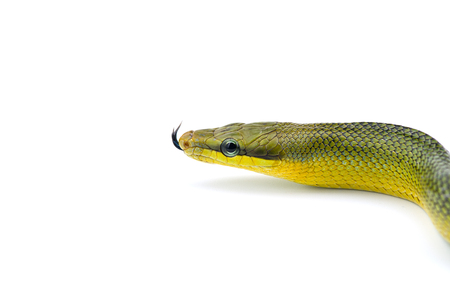 The red-tailed green ratsnake isolated on white background