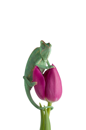 Isolated on white backgroundの写真素材