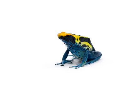 The blue poison dart frog isolated on white backgroundの写真素材