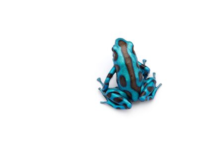 The blue poison dart frog isolated on white backgroundの写真素材