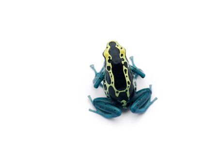 The blue poison dart frog isolated on white backgroundの写真素材
