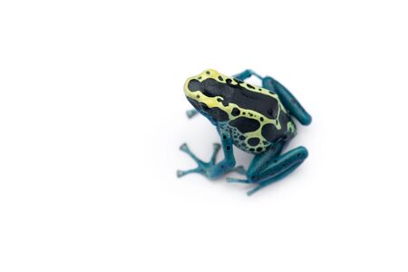 The blue poison dart frog isolated on white backgroundの写真素材