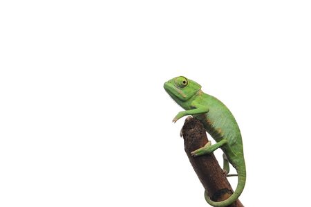 Veiled Chameleon isolated on white backgroundの写真素材