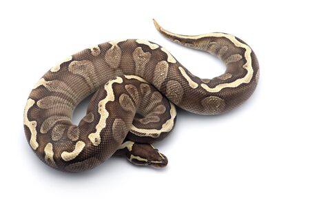 The royal python isolated on white background