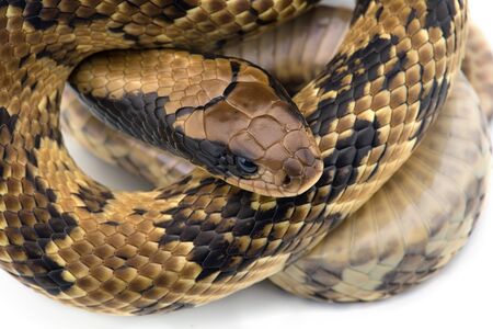 False water cobra isolated on white background