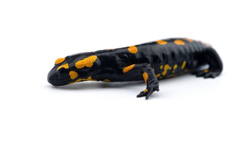 The fire salamander isolated on white backgroundの写真素材
