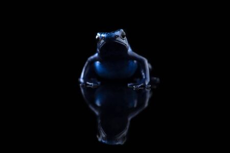 The blue poison dart frog isolated on black backgroundの写真素材