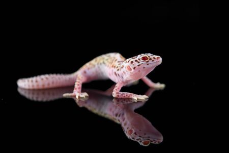 The common leopard gecko isolated on black backgroundの写真素材