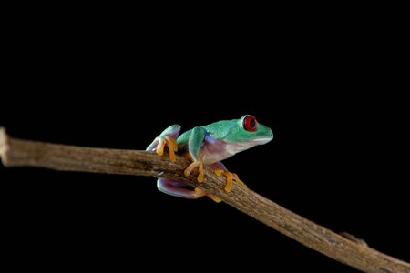 Red eyed tree frog isolated on black background