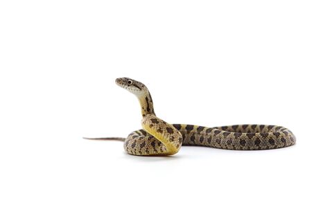 rat snake attack pose isolated on white backgroundの写真素材