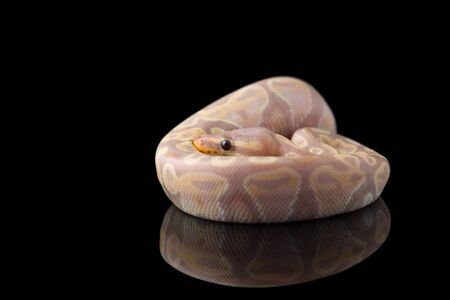 The royal python isolated on black backgroundの写真素材