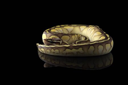 The royal python isolated on black backgroundの写真素材