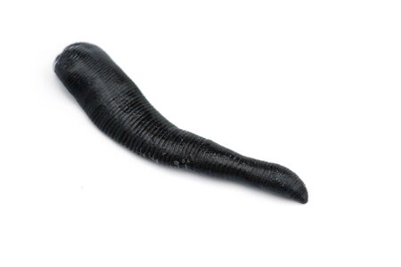 Huge black river leech isolated on white background