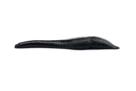 Huge black river leech isolated on white background