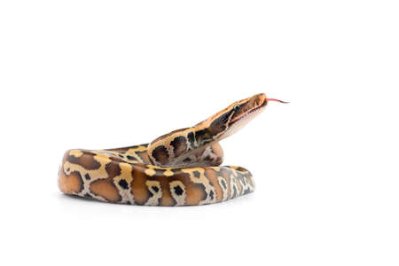 Sumatran Short Tail Python isolated on white background