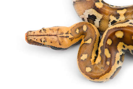 Sumatran Short Tail Python isolated on white background