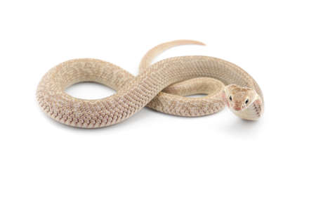 The Chinese cobra isolated on white background