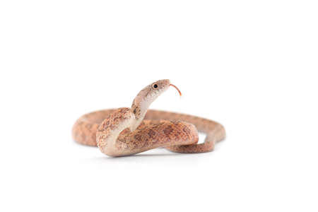 Aggressive Rat snake attack pose isolated on white background