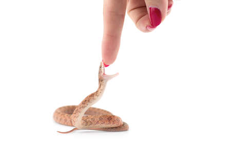 Aggressive Rat snake attack pose isolated on white background