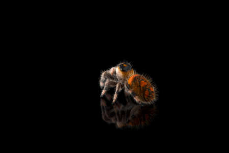 Cute little jumping spider isolated on black backgroundの写真素材