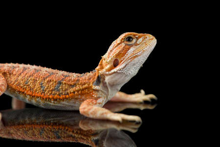 The central bearded red dragon lizard isolated on black backgroundの写真素材