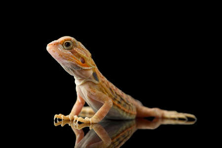 The central bearded red dragon lizard isolated on black backgroundの写真素材
