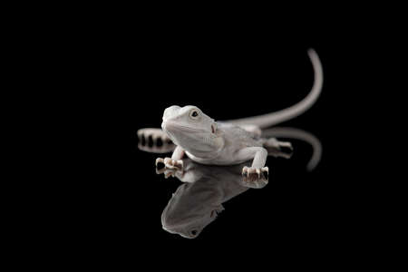 The central bearded white dragon lizard isolated on black backgroundの写真素材