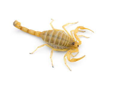 Yellow deadly dangerous scorpion top view isolated on white backgroundの写真素材