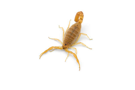 Yellow deadly dangerous scorpion top view isolated on white backgroundの写真素材