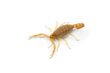 Yellow deadly dangerous scorpion top view isolated on white background
