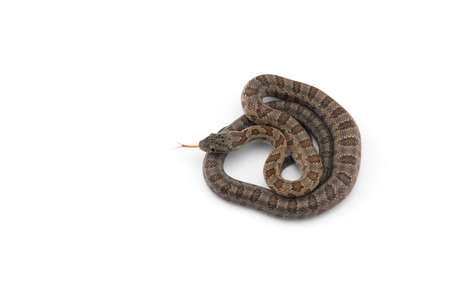 beautiful colorfull Rat Snake isolated on white backgroundの写真素材