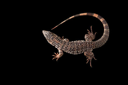 Argentine Red Tegu Lizard isolated on black backgroundの写真素材