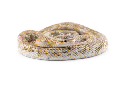 Beauty rat Snake calico isolated on black backgroundの写真素材