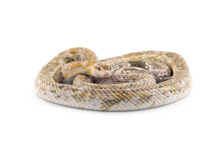 Beauty rat Snake calico isolated on black backgroundの写真素材