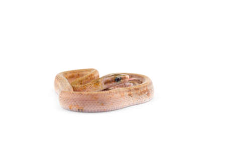 Beauty rat Snake calico isolated on black background