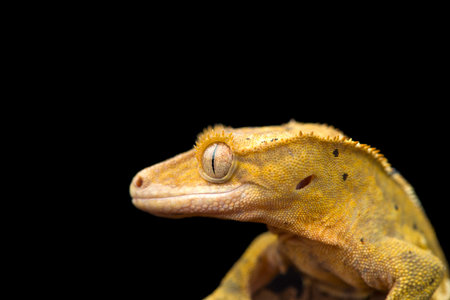 The crested gecko Ñute isolated on black backgroundの写真素材