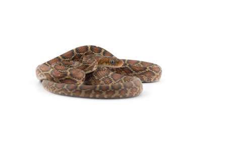 The yellow red rat snake isolated on white backgroundの写真素材