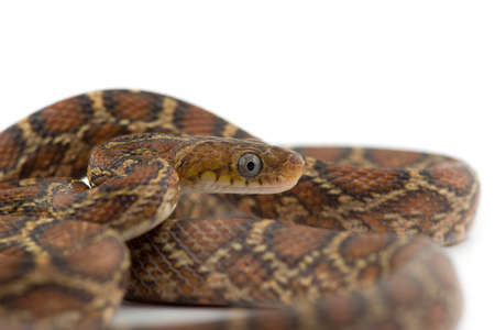 The yellow red rat snake isolated on white backgroundの写真素材