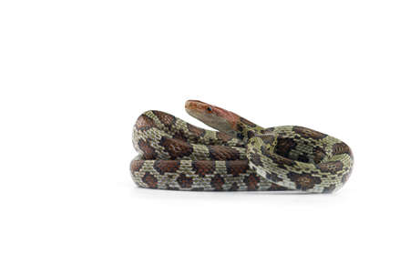 100 Flower rat snake isolated on white backgroundの写真素材