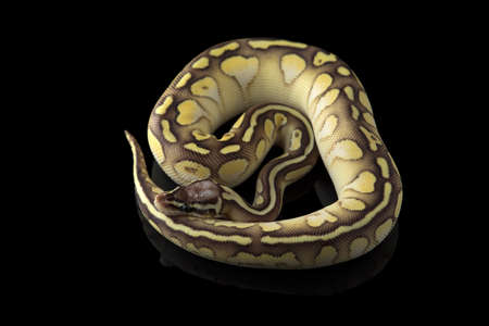 Multicolored snake ball royal python isolated on black background