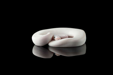 White snake ball royal python isolated on black backgroundの写真素材