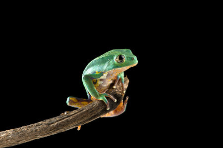 Burmeisters leaf frog and common walking leaf frog isolated on black backgroundの写真素材