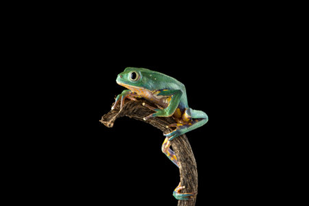 Burmeisters leaf frog and common walking leaf frog isolated on black background
