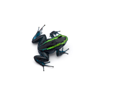 The green poison dart frog isolated on white backgroundの写真素材