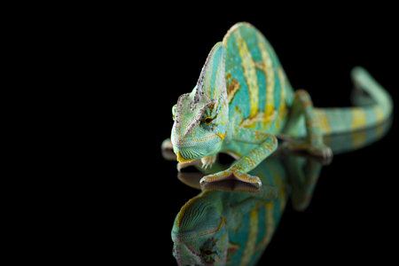 Rainbow Veiled Chameleon isolated on black backgroundの写真素材