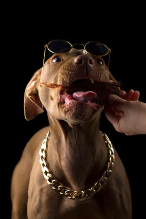 Chocolate pit bull puppy eating treat isolated on black backgroundの写真素材