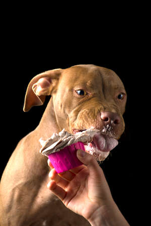 Chocolate pit bull puppy eating treat isolated on black backgroundの写真素材