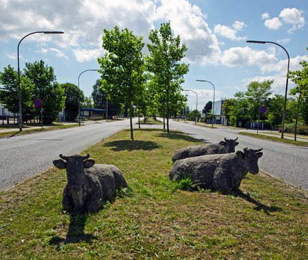 Three cowsの写真素材