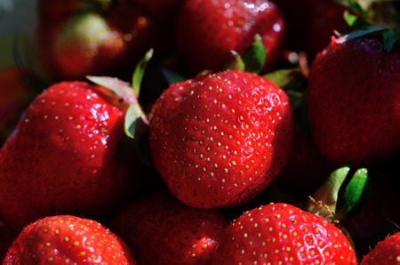 strawberries from the summer gardenの写真素材