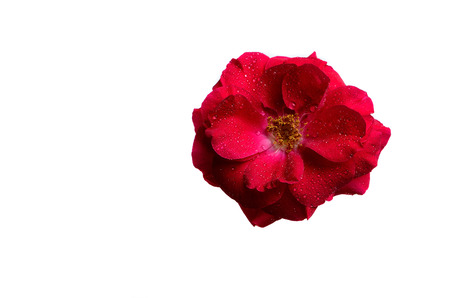 flower tea rose with dewの写真素材